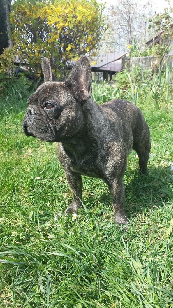 Hatchi Du Souffle De Maido