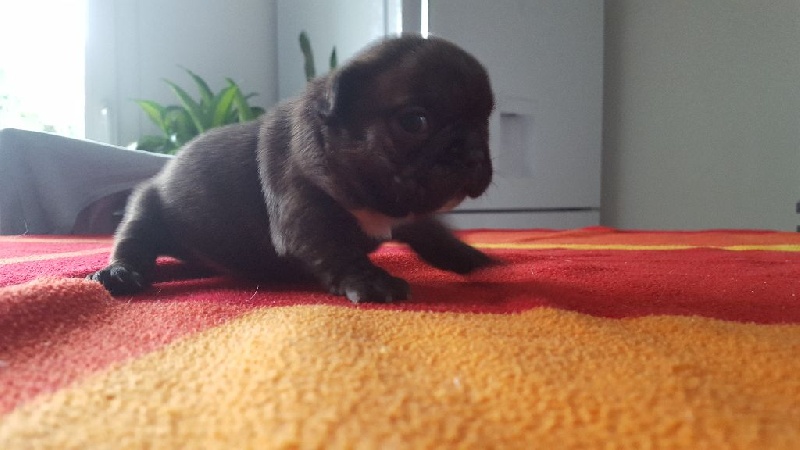 Du Souffle De Maido - Bouledogue français - Portée née le 09/10/2015